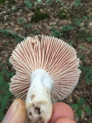 Russula eccentrica