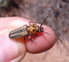 Crossidius humeralis