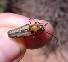 Crossidius humeralis