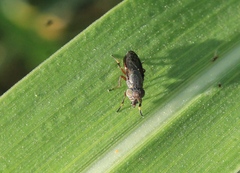 Notogramma