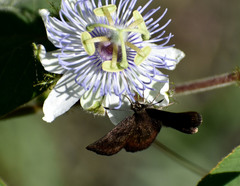 Bolla subapicatus