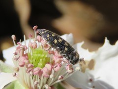 Acmaeodera tubulus