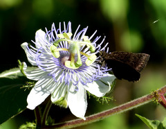 Bolla subapicatus