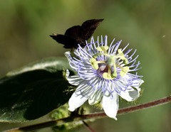 Bolla subapicatus