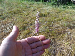 Allium praescissum