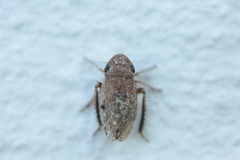 Anoscopus