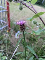 Centaurea nemoralis
