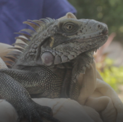 Iguana iguana melanoderma