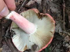 Russula tenuiceps