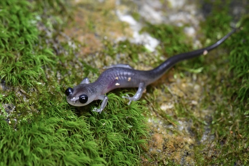 Southern Gray-cheeked Salamander