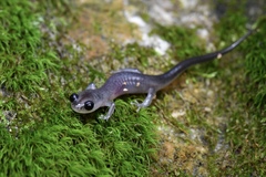 Southern Gray-Cheeked Salamander photo 4