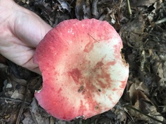 Russula tenuiceps