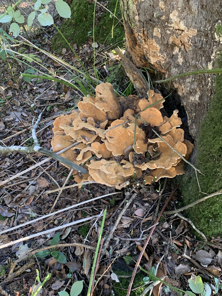 Bondarzewia guaitecasensis · July 2021 · photo: © nitsuga74 (iNaturalist, cc-by)