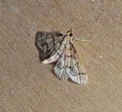 Metasia ophialis