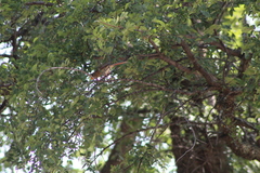 Cardinalis cardinalis