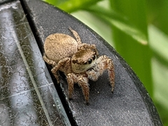 Habronattus pyrrithrix