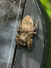 Habronattus pyrrithrix