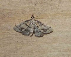 Metasia ophialis