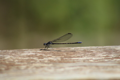 Argia immunda