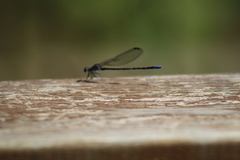Argia immunda
