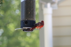 Cardinalis cardinalis