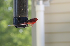 Cardinalis cardinalis