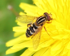 Anasimyia
