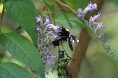 Bombus pensylvanicus