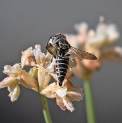 Coelioxys octodentatus