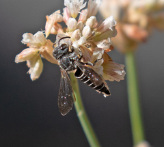 Coelioxys octodentatus