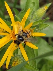 Bombus bifarius