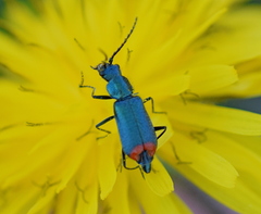 Clanoptilus spinipennis