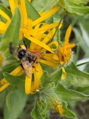 Bombus bifarius