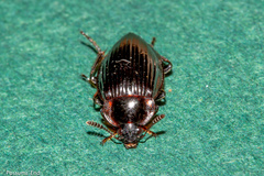Agyrtidae
