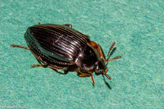 Agyrtidae