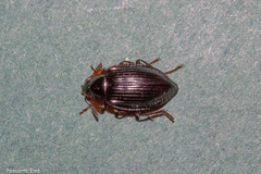 Agyrtidae