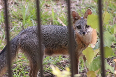 Urocyon cinereoargenteus