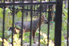 Urocyon cinereoargenteus