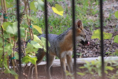 Urocyon cinereoargenteus
