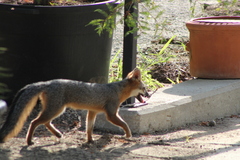 Urocyon cinereoargenteus