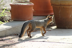 Urocyon cinereoargenteus