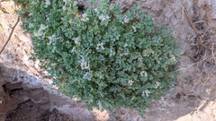 Sarcocapnos enneaphylla