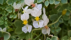 Sarcocapnos enneaphylla