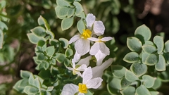 Sarcocapnos enneaphylla