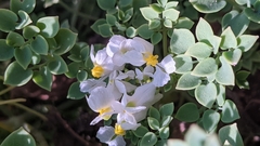 Sarcocapnos enneaphylla