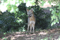 Urocyon cinereoargenteus