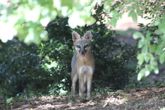 Urocyon cinereoargenteus
