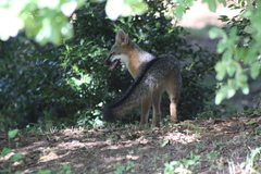 Urocyon cinereoargenteus