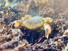 Lophopanopeus bellus