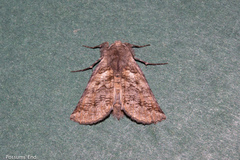 Declana griseata